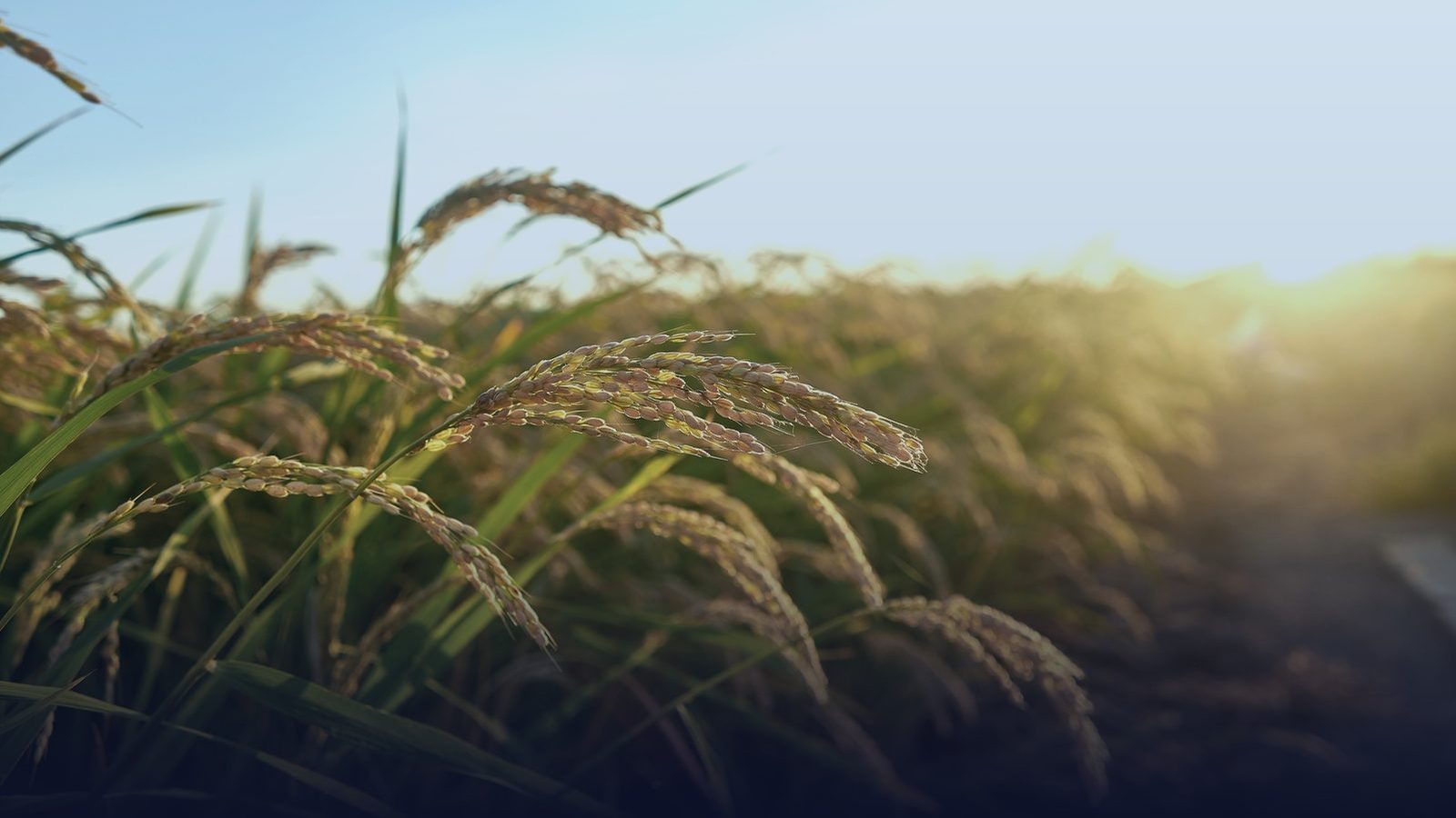 Food and agricultural commodities
